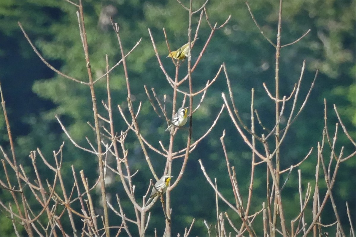 Yellow-throated Warbler - ML480847641