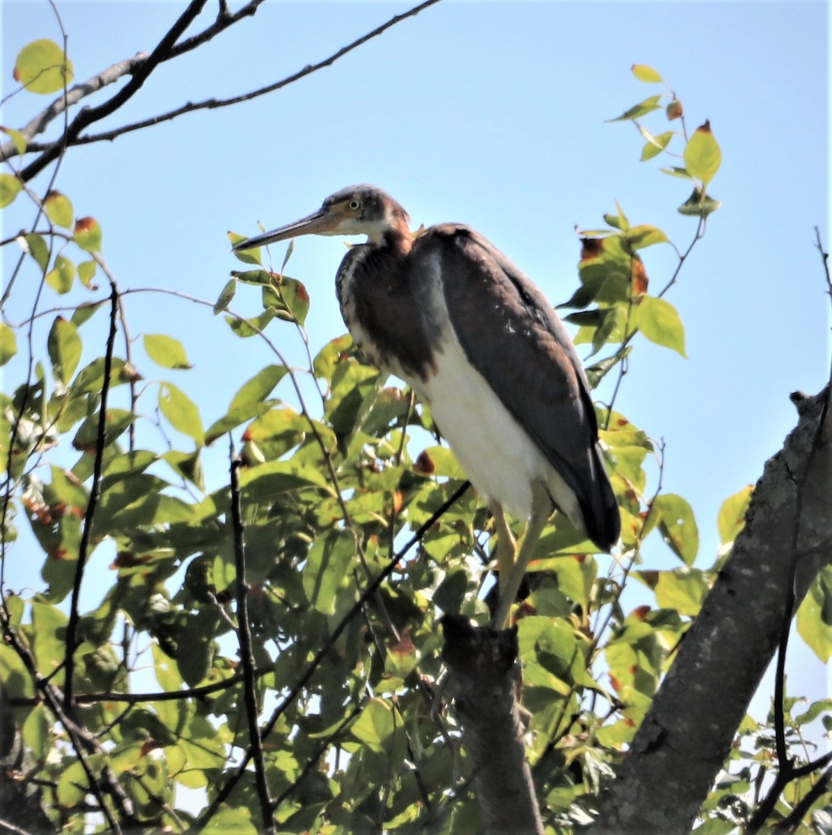 Tricolored Heron - bill belford