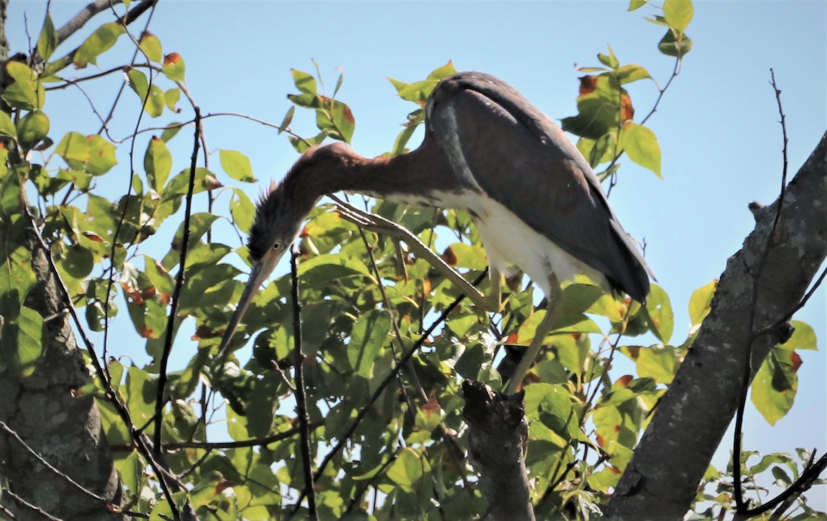 Tricolored Heron - ML480847991