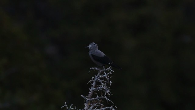 Clark's Nutcracker - ML480848