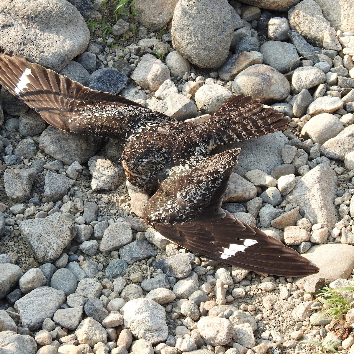 Common Nighthawk - ML480848481