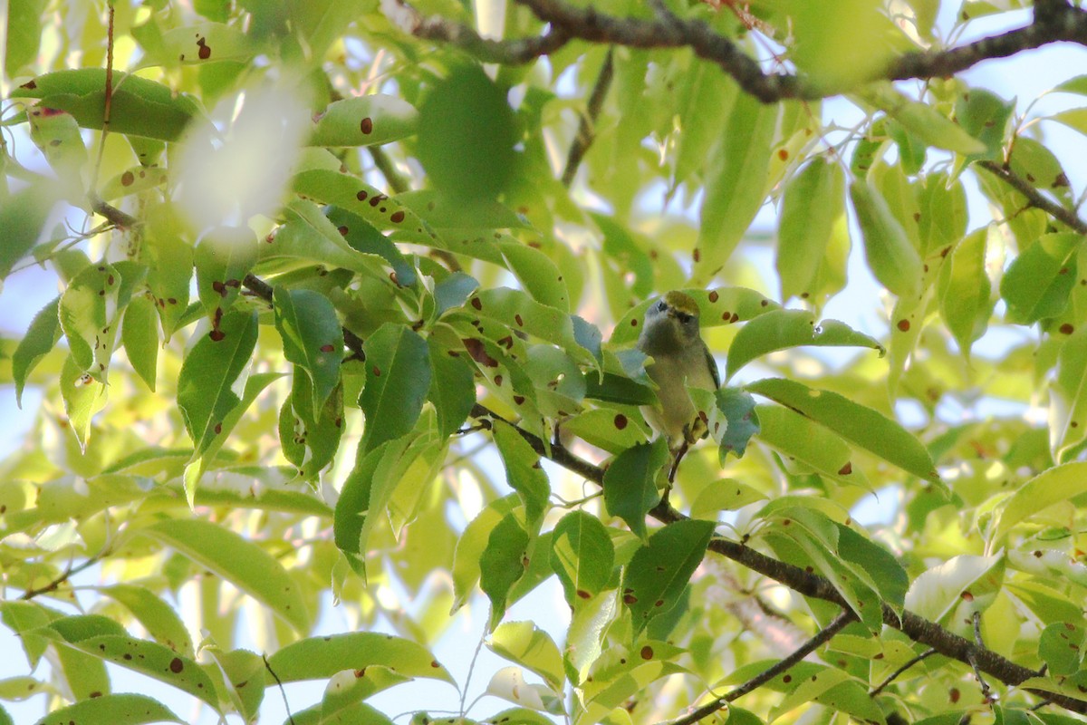 Golden-winged Warbler - Jeff Ellerbusch