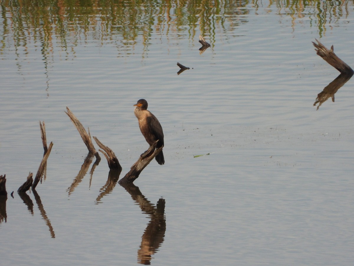 Double-crested Cormorant - ML480849741