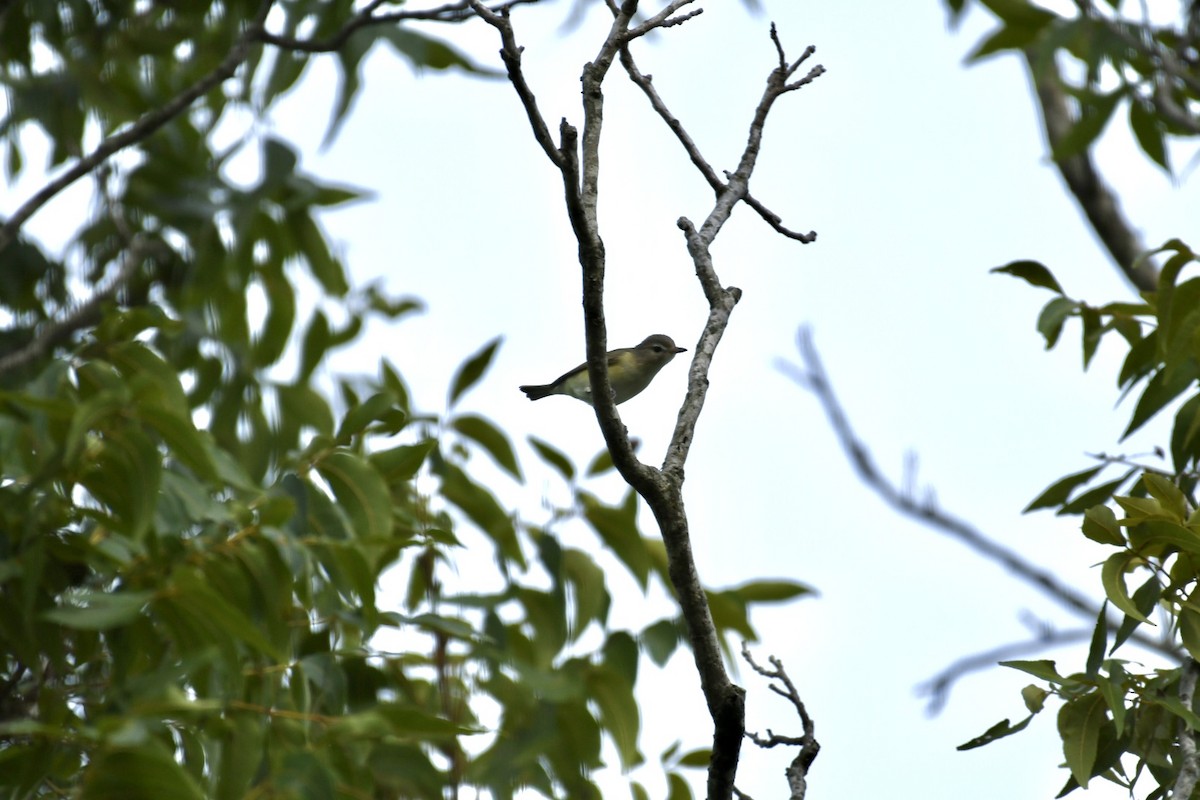 Philadelphia Vireo - ML480851351