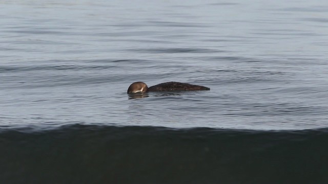 Common Loon - ML480854