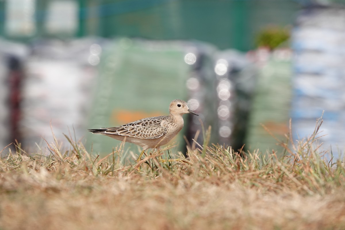 Buff-breasted Sandpiper - ML480854751