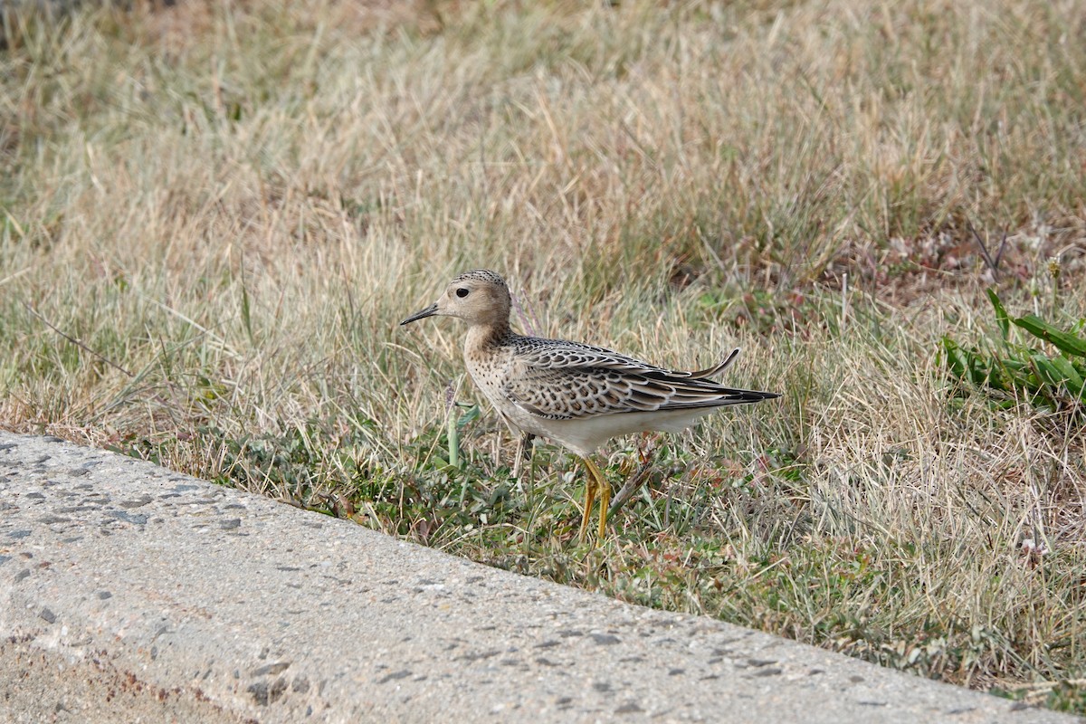 Buff-breasted Sandpiper - ML480854771