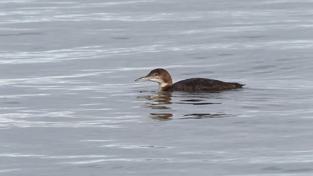 Common Loon - ML480855