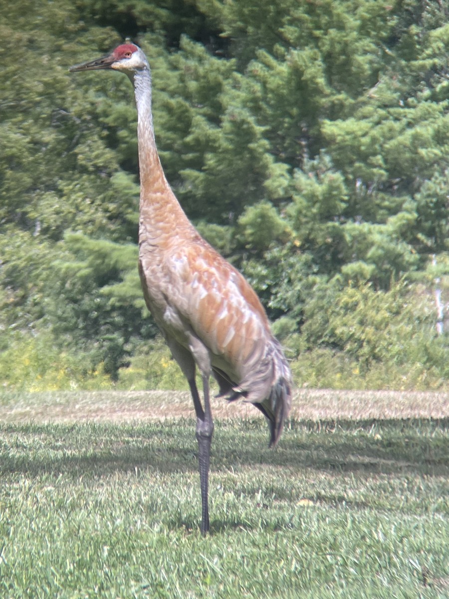 Sandhill Crane - ML480856501