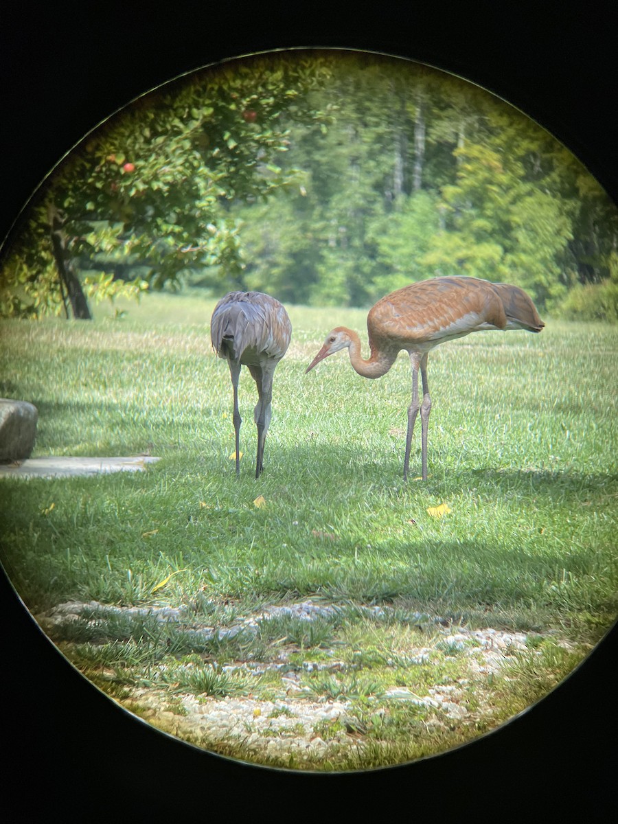 Sandhill Crane - ML480856521