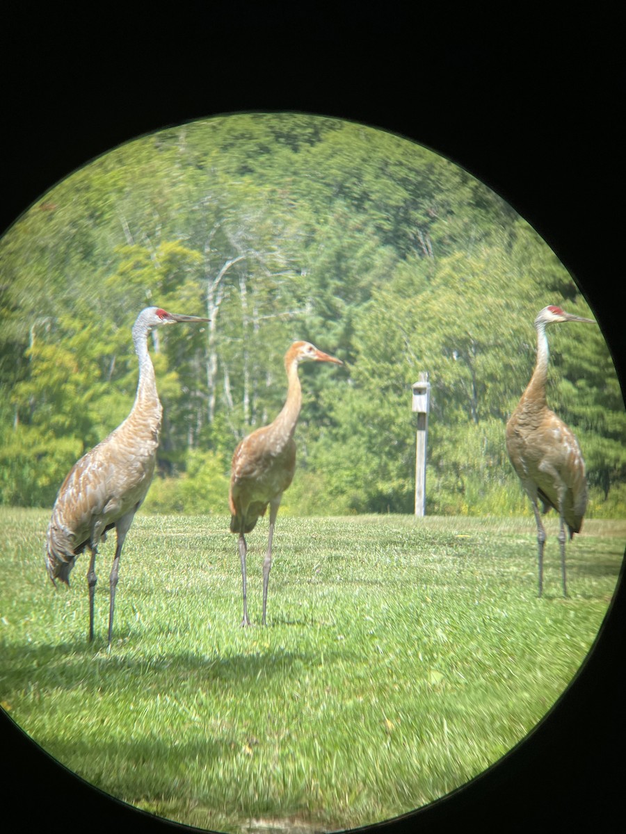 Sandhill Crane - ML480856531