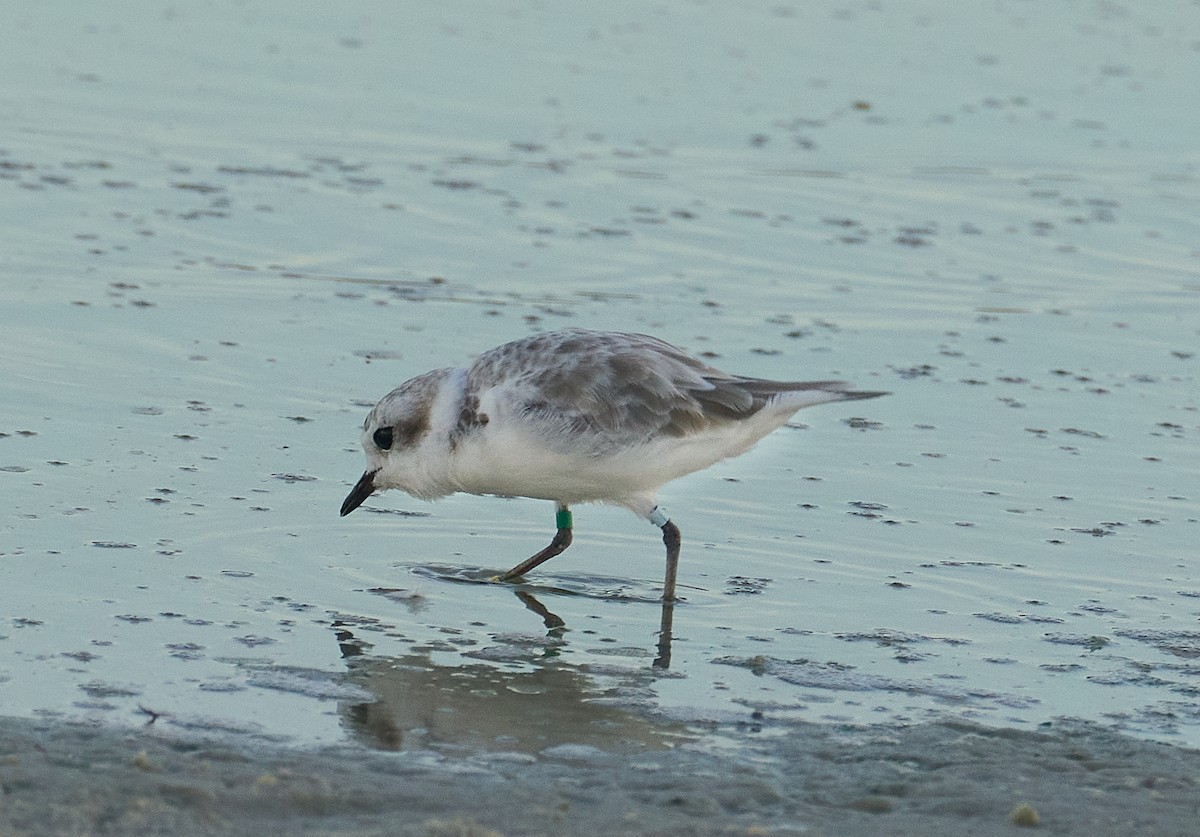 Snowy Plover - ML480859001