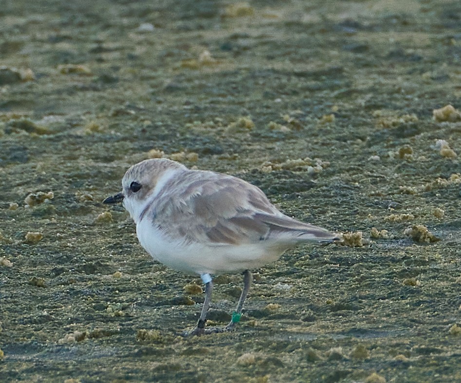 Snowy Plover - Andrew Haffenden