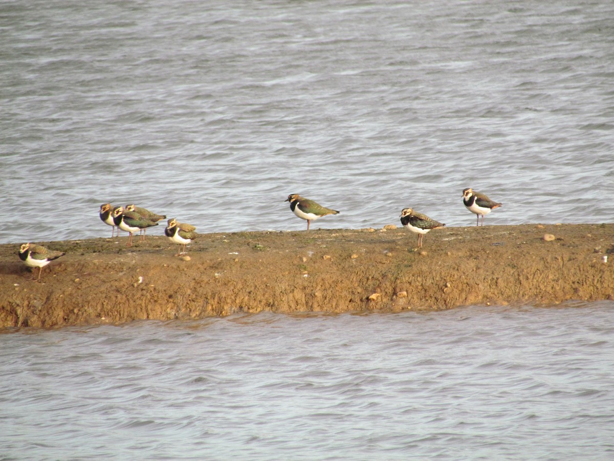 Northern Lapwing - ML480862061