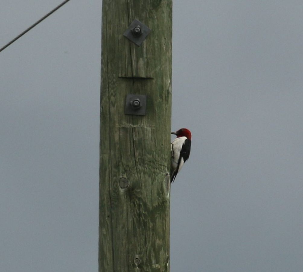 Red-headed Woodpecker - ML480862631