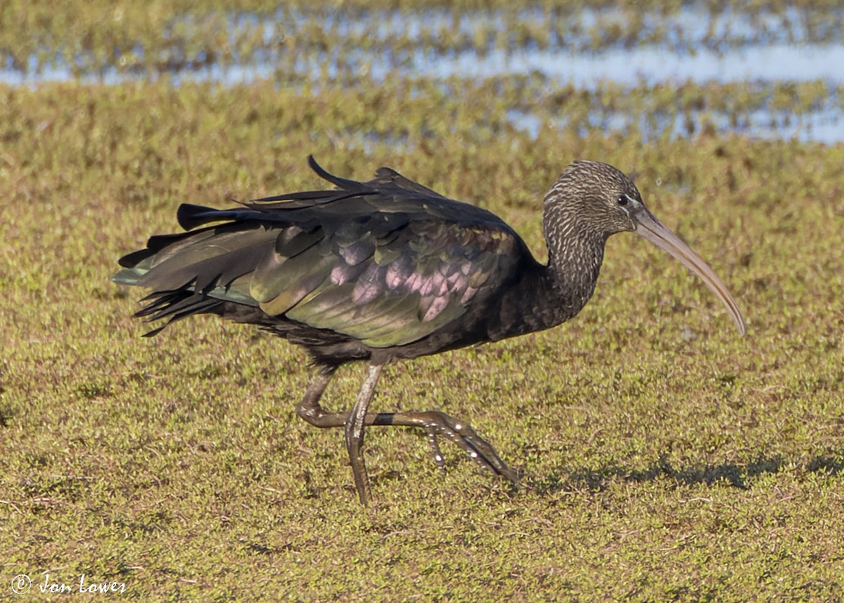 Glossy Ibis - ML480862911