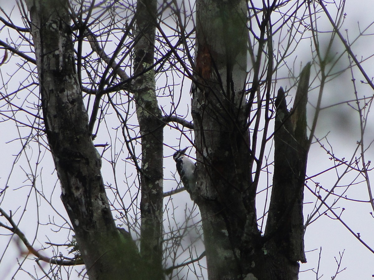 Hairy Woodpecker - ML480864631