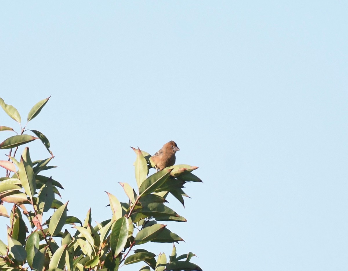 Blue Grosbeak - Peter Paul