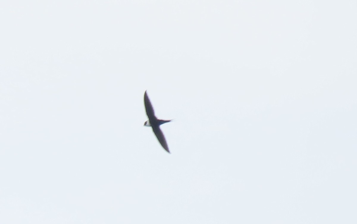 Great Swallow-tailed Swift - ML480867611
