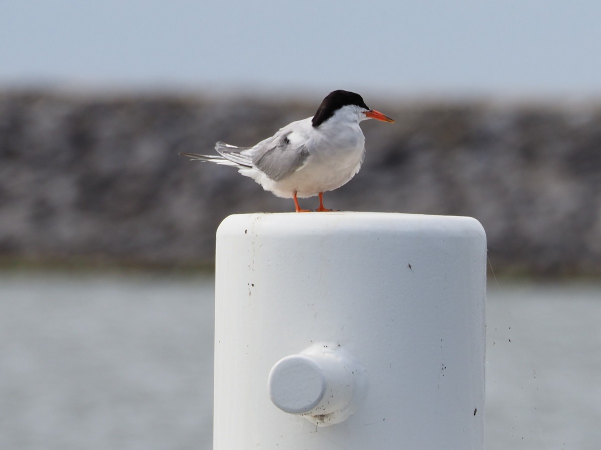 Common Tern - ML480868661