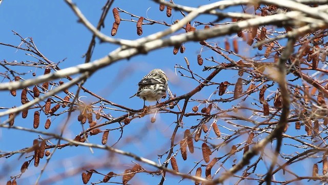 Common Redpoll - ML480869