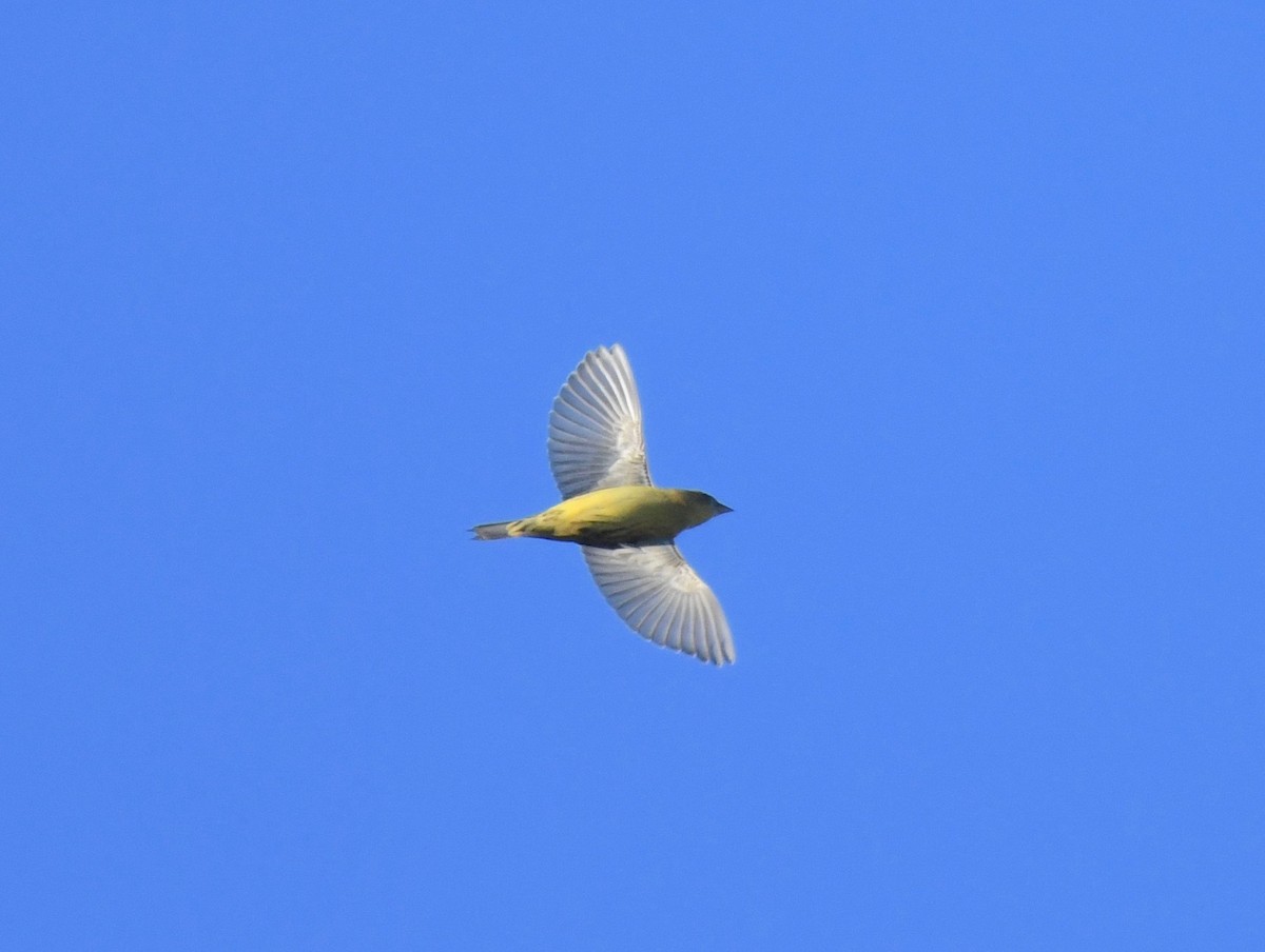 Bobolink - Peter Paul