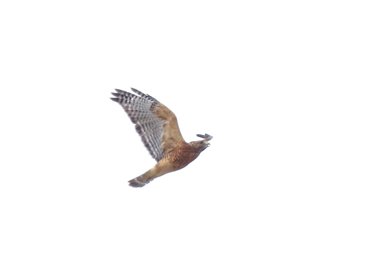 Red-shouldered Hawk - ML480870731