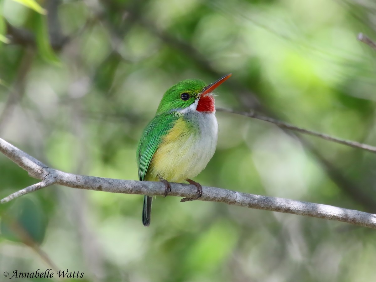 Puerto Rican Tody - Justin Watts