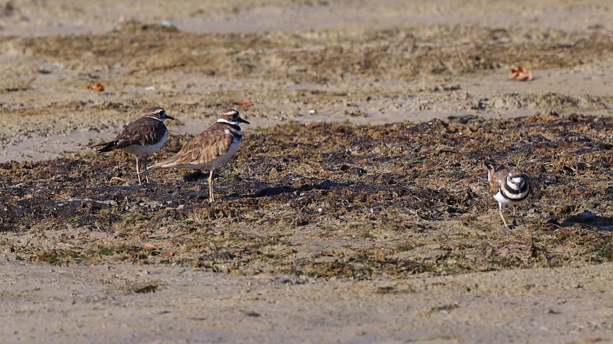 Killdeer - ML480871381