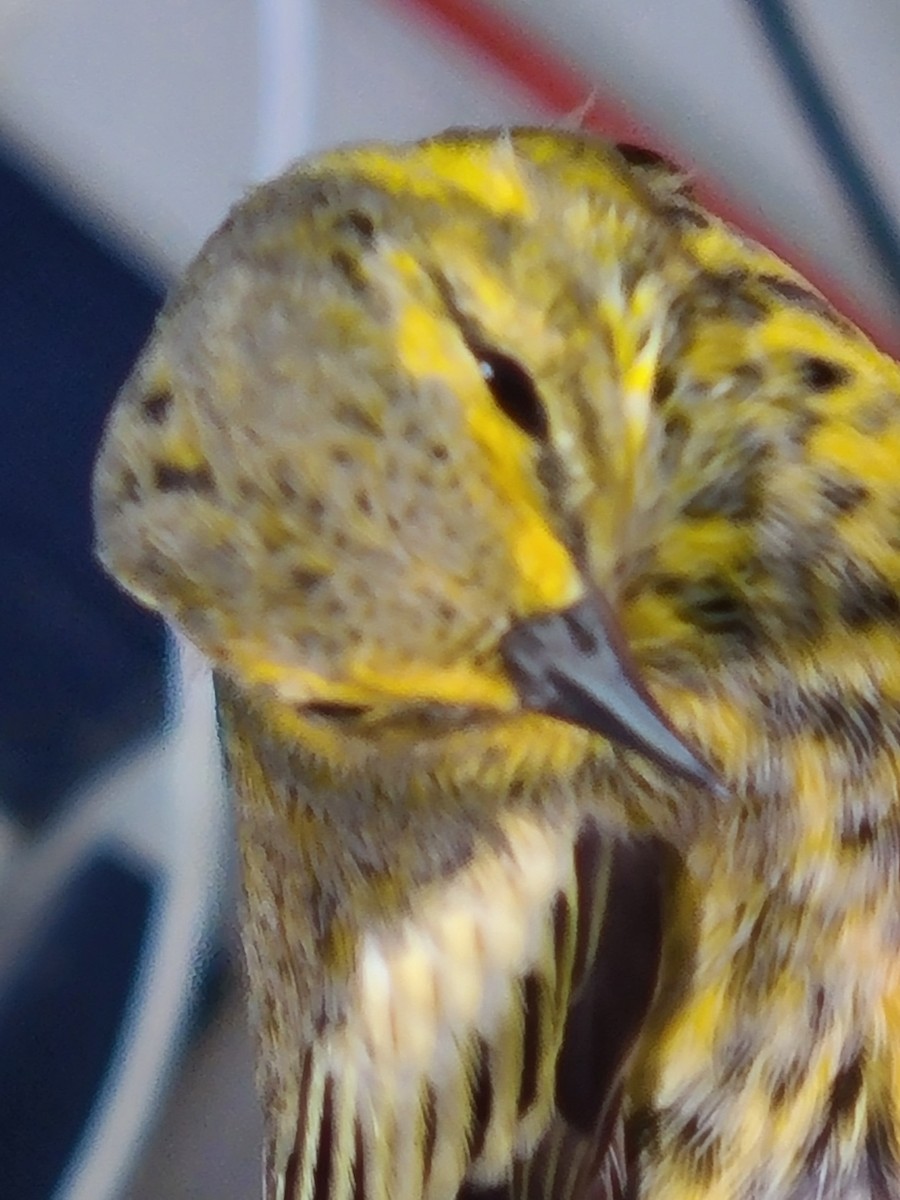 Cape May Warbler - ML480872011