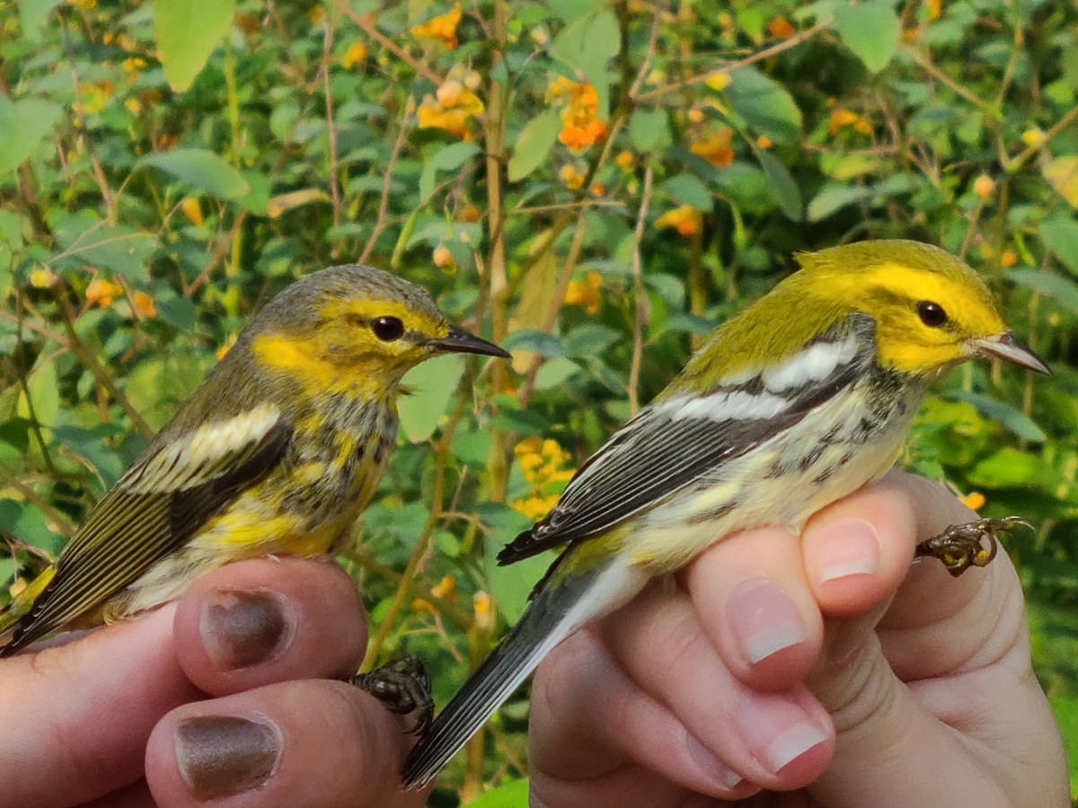 Cape May Warbler - ML480872051