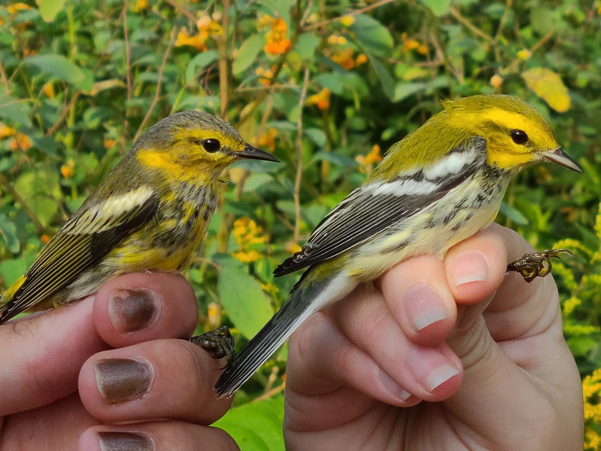 Black-throated Green Warbler - ML480872171