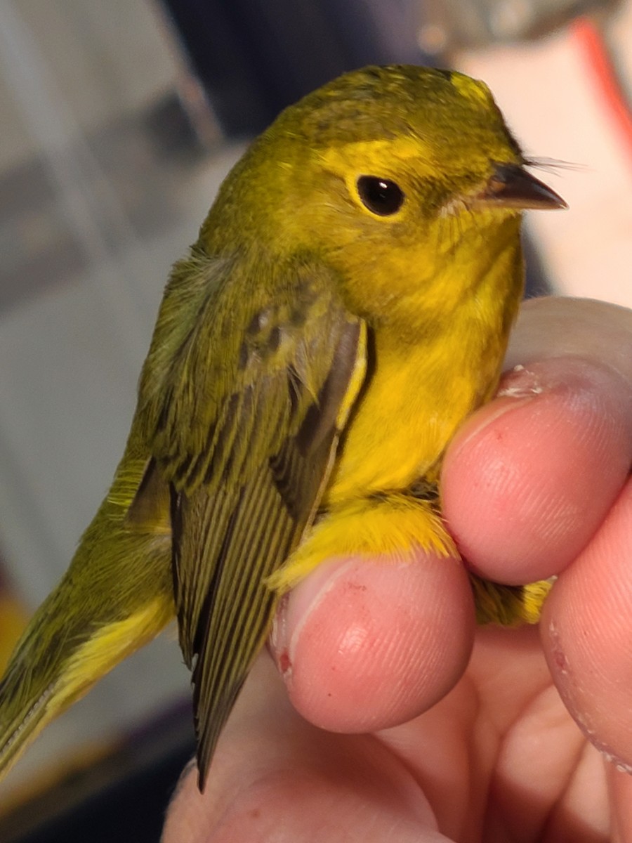 Wilson's Warbler - ML480872221