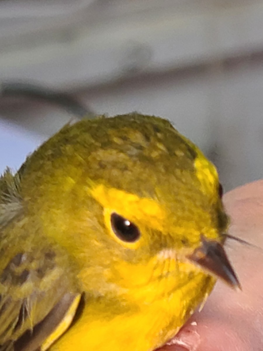 Wilson's Warbler - ML480872331