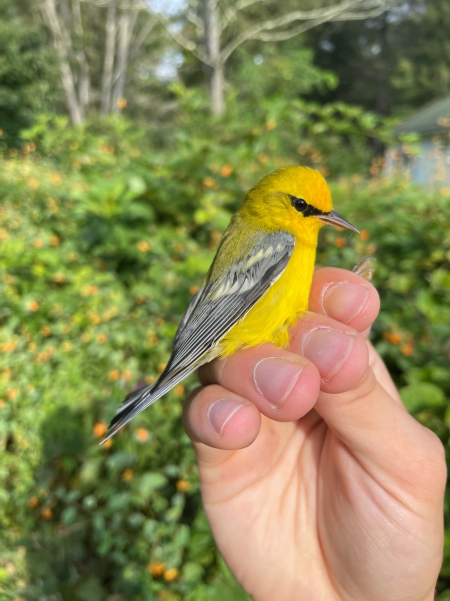 Blue-winged Warbler - ML480872511