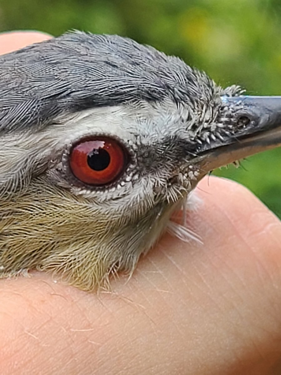 Red-eyed Vireo - ML480872951