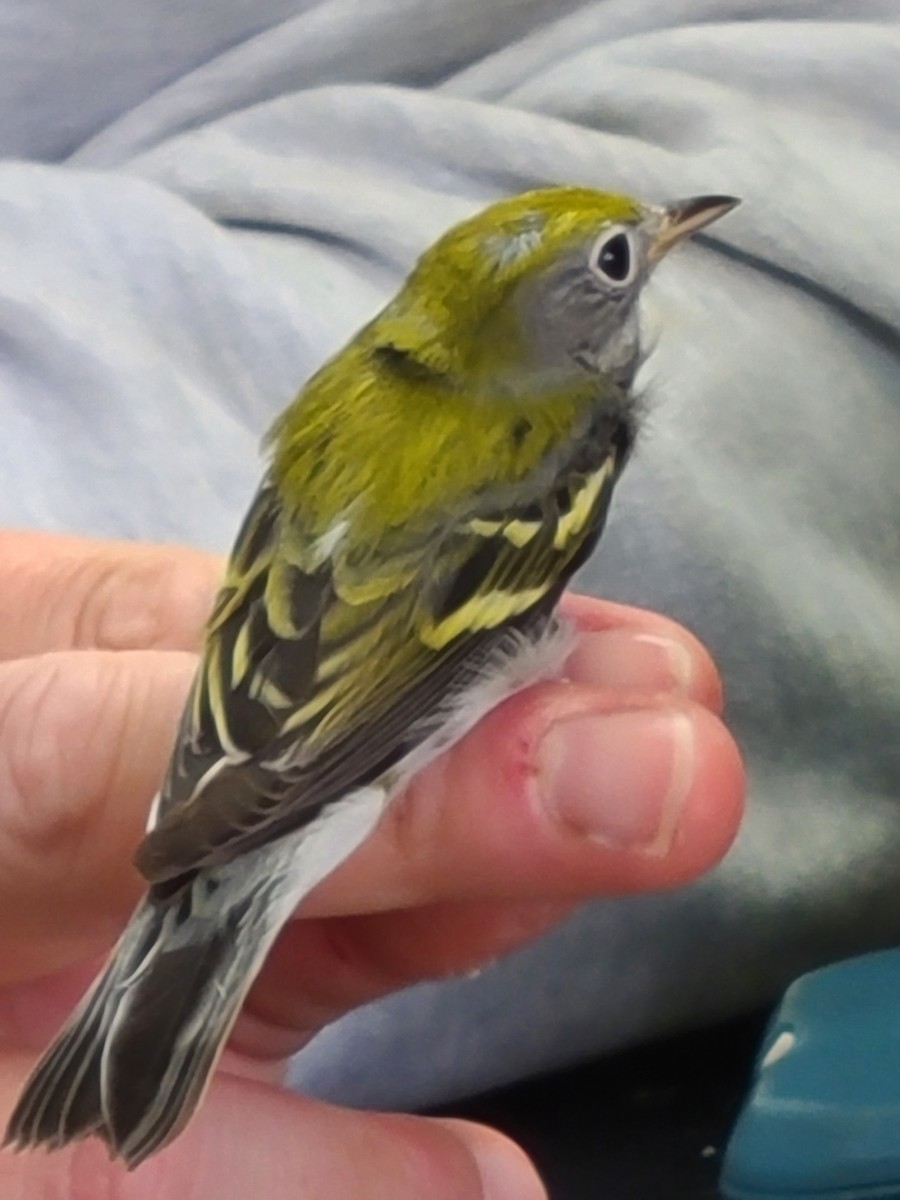 Chestnut-sided Warbler - ML480873791