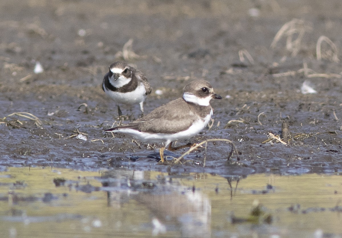 Semipalmated Plover - Alan Burger