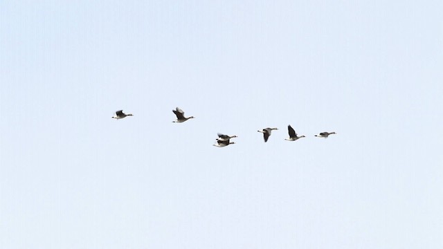 Greater White-fronted Goose - ML480874