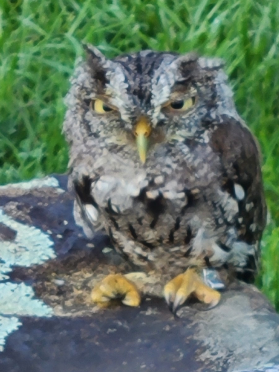 Eastern Screech-Owl - ML480874171