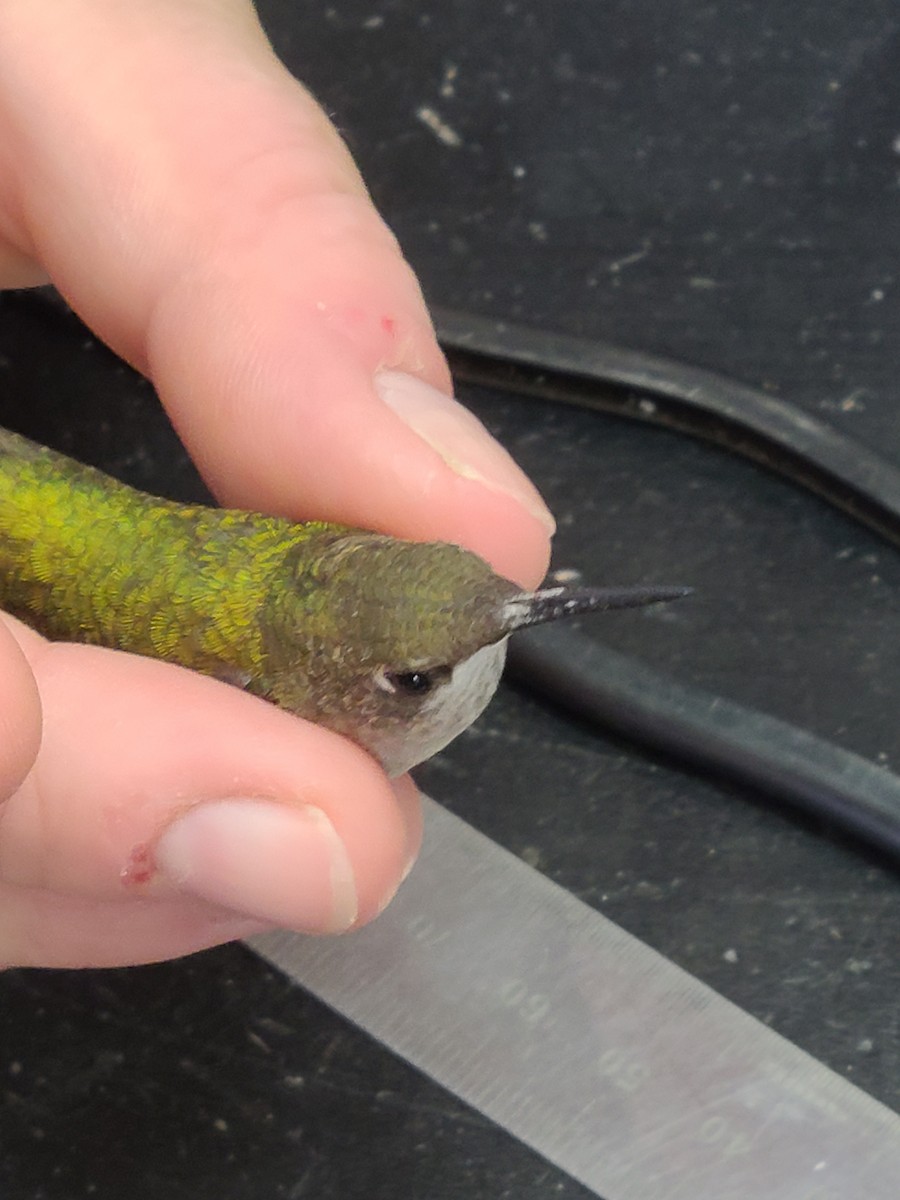 Ruby-throated Hummingbird - ML480874261