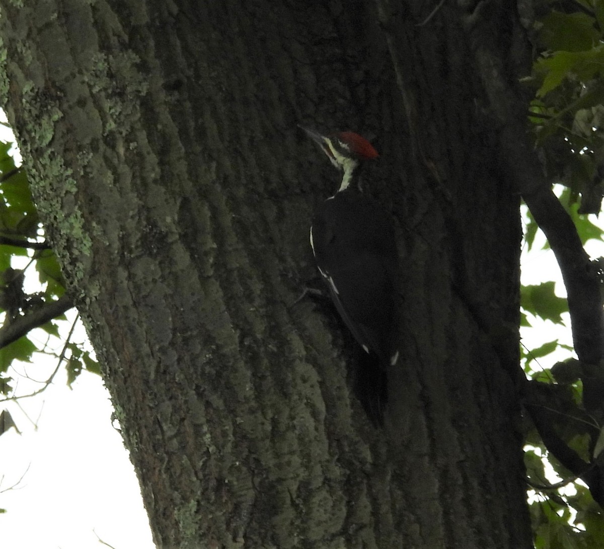Pileated Woodpecker - ML480874421