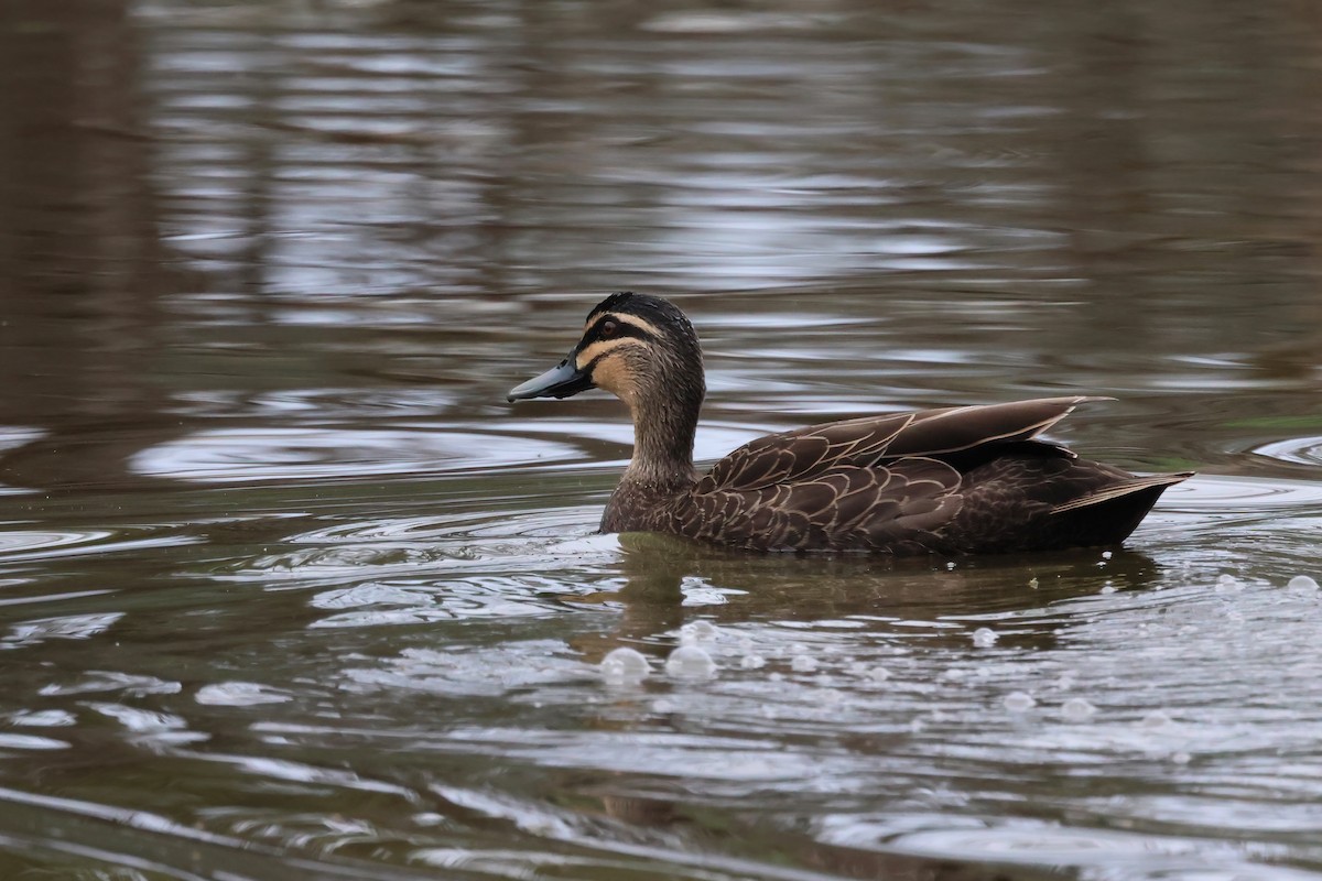 Pacific Black Duck - Dennis Devers