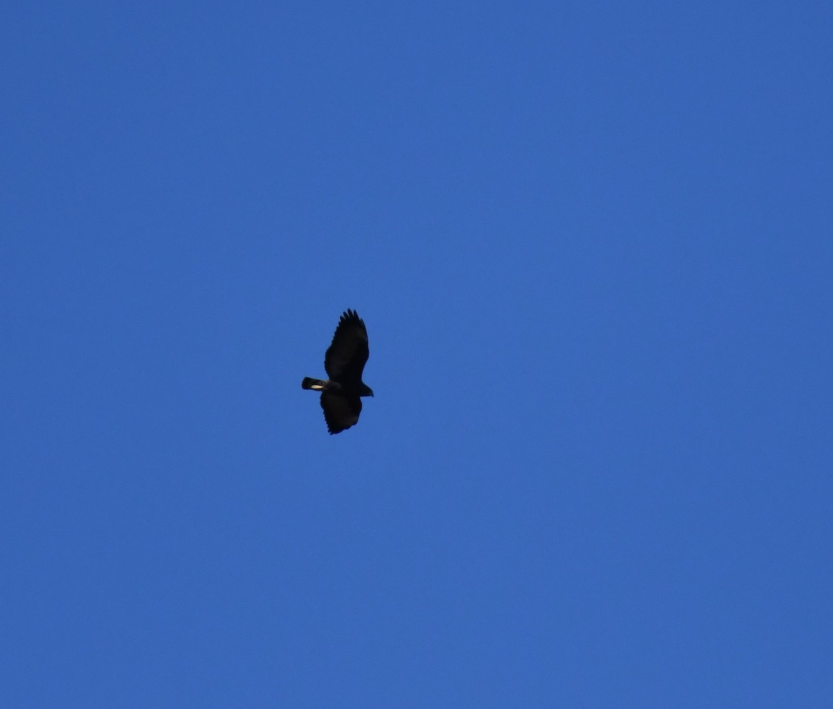 White Hawk (Black-tailed) - ML480874681