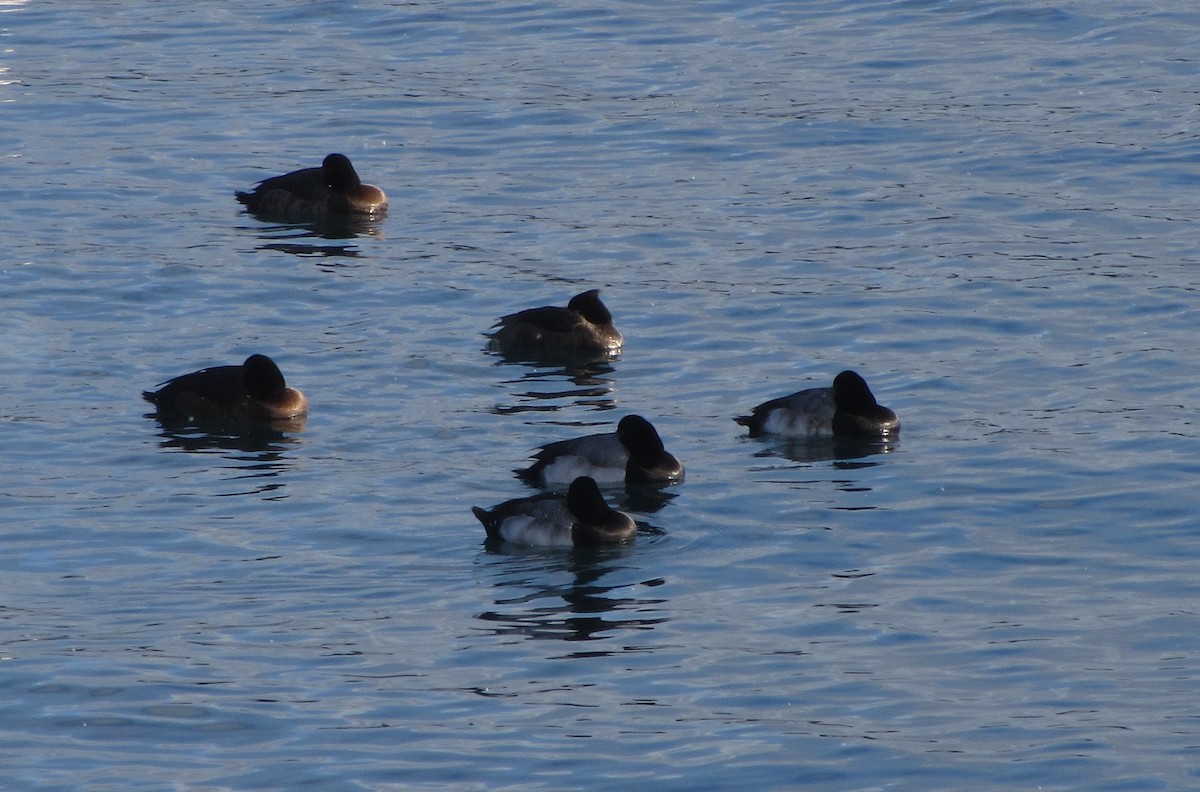 Murgilari mottoduna - ML48087521