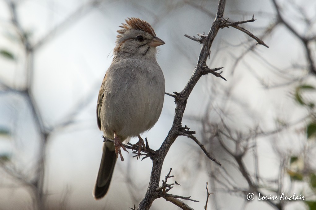 Rufous-winged Sparrow - Louise Auclair