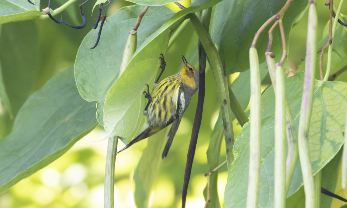 Cape May Warbler - ML480876011