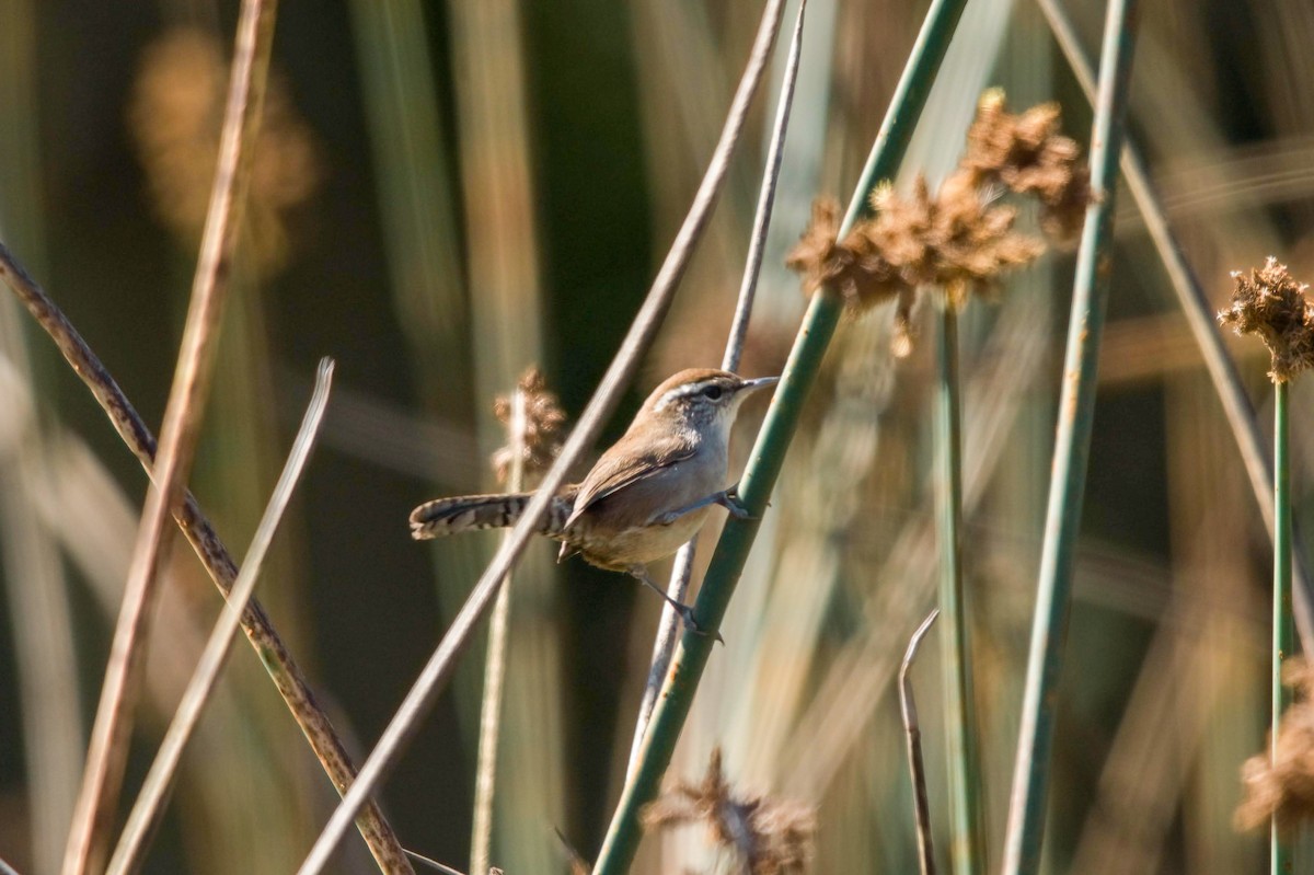 Bewick's Wren - ML480876561