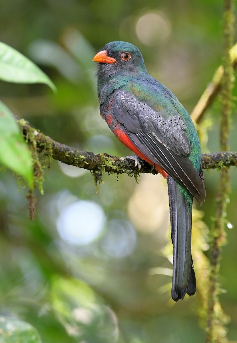 Slaty-tailed Trogon - ML480877901