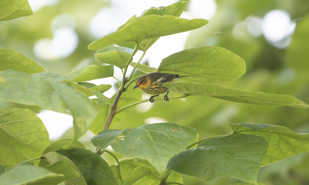 Cape May Warbler - ML480877911